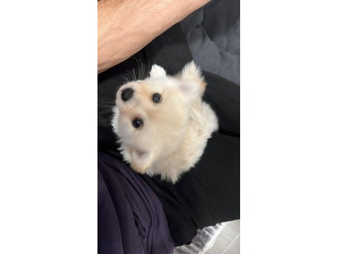 Pomeranian 3 Aylık Dişi
