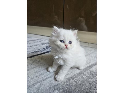 Scottish Straight Erkek Bebeklerim