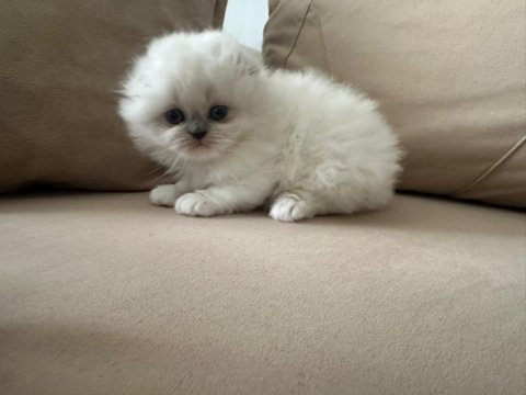 British Ve Scottish Yavru Kedilerimiz