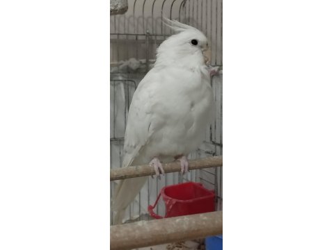 Erkek Sultan Papağanı, Dişi Sevda İle Değişim Olur