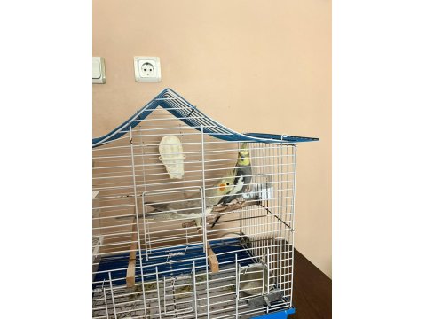 Yumurtlamaya Hazır Çift Sultan Papağanı