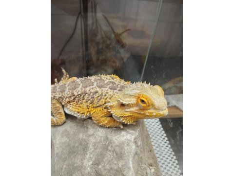 Sakallı Ejder Erkek