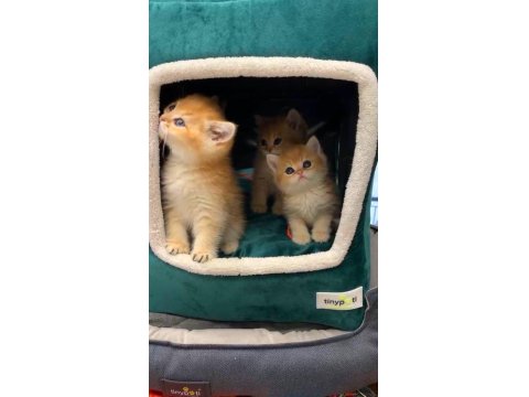 Safkan Orijinal British Shorthair Golden Yavrular