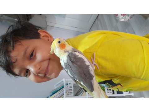 Ev Beslemesi Sultan Papağanları