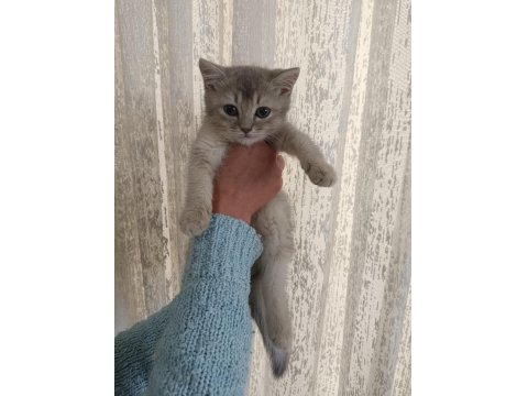 3 Yakışıklı British Shorthair Yavrumuz Oyuncu Ve Sevgi Dolular