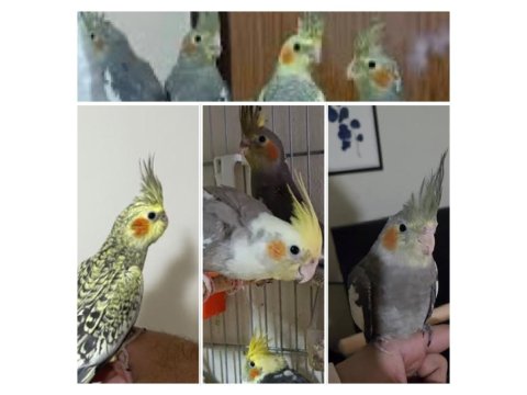 El Besleme Sakin Uysal Sultan Papağanı Yavruları Adana