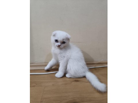 Oyuncu Scottish Kediler