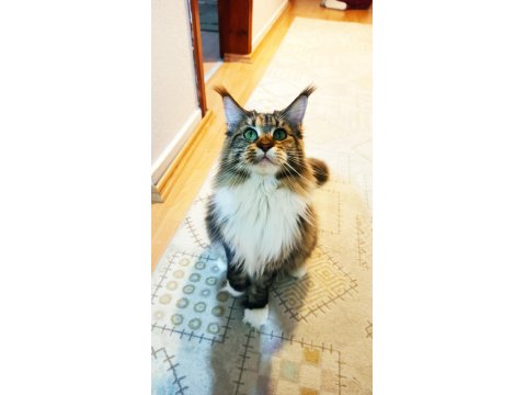 Tüm Aşı Ve Belgeleri İle Eksiksiz Dernek Kayıtlı Şecereli Maine Coon
