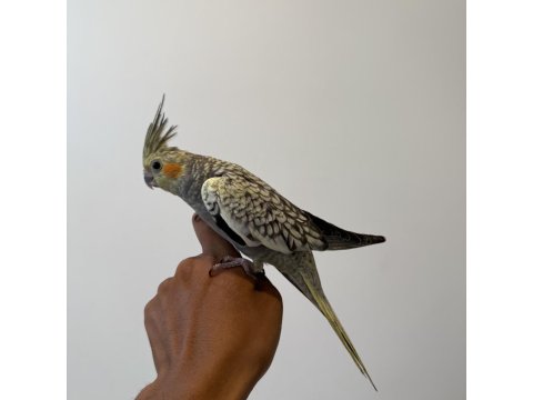 Sultan Papağanımız Sahiplendirilecektir