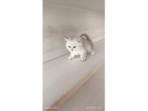 Scottish Lynx Point Dişi Kedimiz