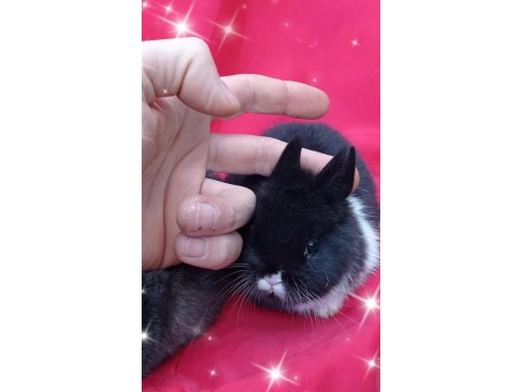 Cüce Tavşan (Nedherland Dwarf)