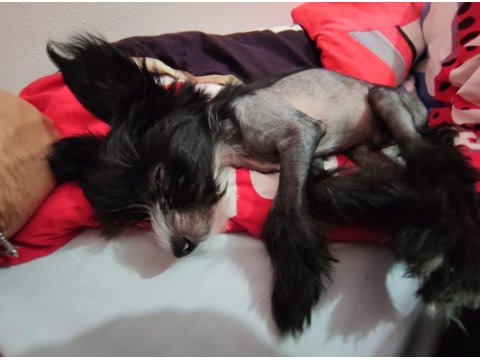 Tüysüz Çin Köpeği Chinese Crested