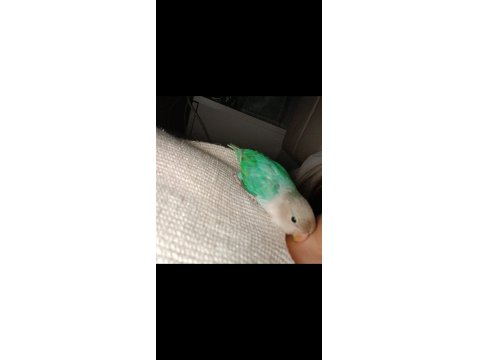 1 Takım Mutasyon Sevda Papağanlarımı Sahiplendiriyorum