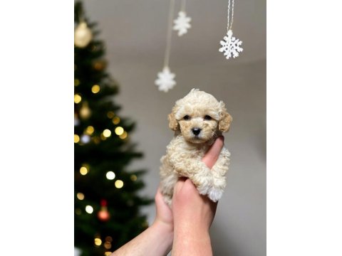 Toy Poodle Yavrumuz Yeni Ailesını Bekliyor