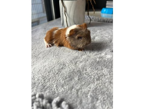 Her İle Dişi Erkek Coronet Guinea Pig Yavruları