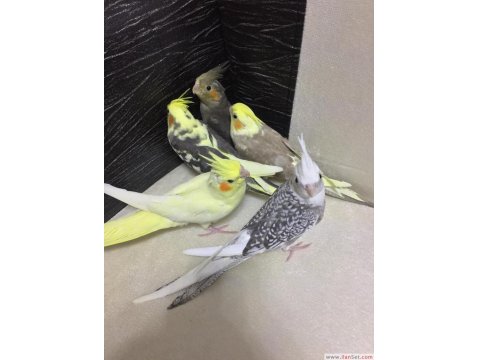 2025 Üst Düzey A Kalite Bebek Yavru Sultan Papağanı Konuşturmalık Full Evcil