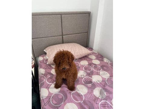 Sahiplendirme Poodle Köpeğimiz Yuva Arıyoruz