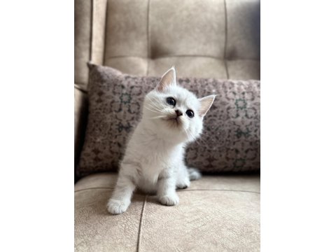 Wcf Kayıtlı Full Şecereli British Shorthair - Elite Soy Hattı