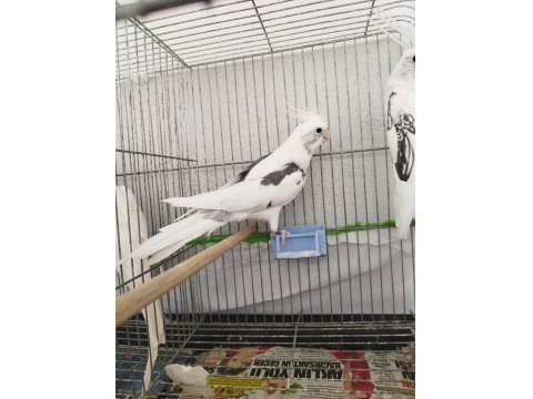 Kaliteli Sultan Papağanı Beşiktaşlılar Sever