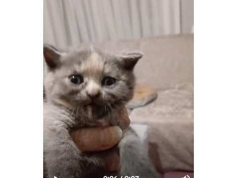 Scottish Fold Ve Scottish Straight Kardeşler
