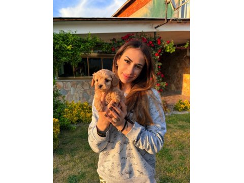 Üst Kalite Maltipoo Yavrularımız
