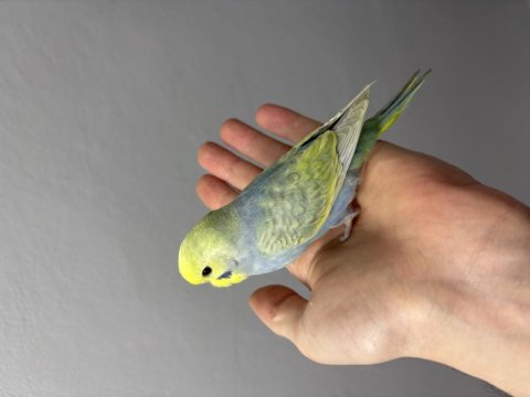 Renk Güzeli Yavru Muhabbet Kuşlar