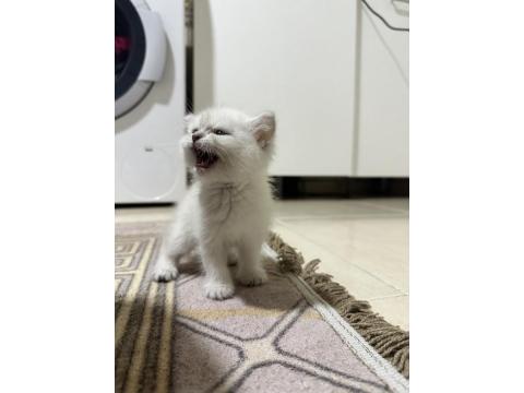 British Shorthair Dişi Kedimiz