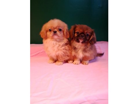 Sıfır Burun İmperyal Pekinez Yavrularımız