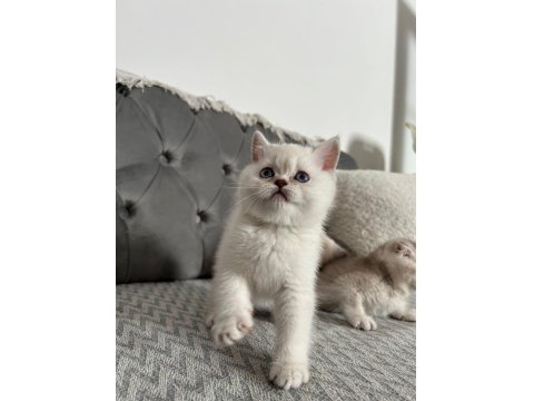 British Kedisi Yavrusu