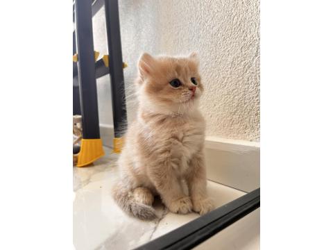 Safkan British Yavrular