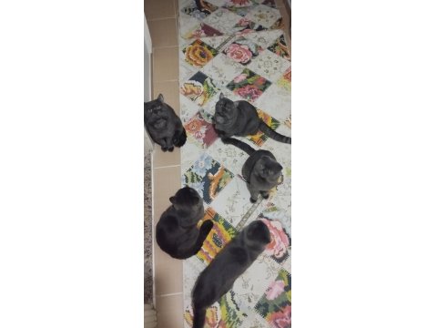 Yetiştirici Olmak İsteyenler İçin Bir Erkek British Bir Dişi Scottish Fold