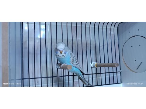 1 Adet Yeme Düşmüş Jumbo Dişi Muhabbet Kuşlar