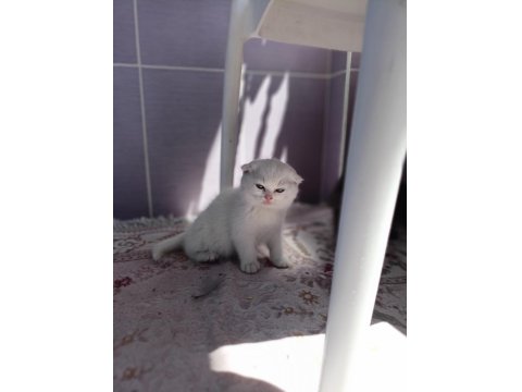 Scottish Fold Kedisi