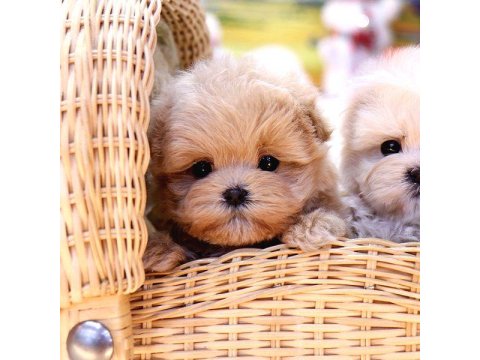 Maltipoo Bebekler Yeni Yuvalarına Hazır