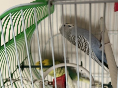 Çift Muhabbet Kuşumuz