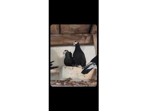 Sivas Keşlisi Güvercinler