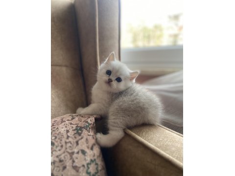 Full Şecereli Anne Babanın Silver British Shorthair Bebeği