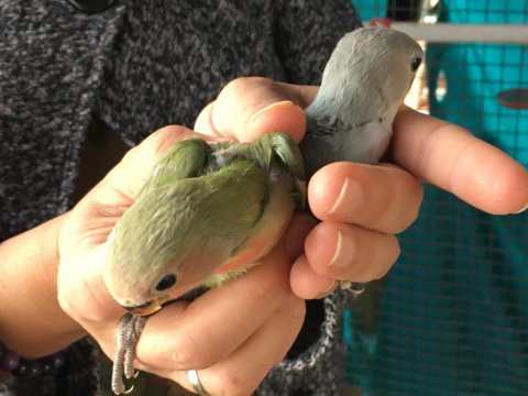 Sevda Papağanı Aşk Kuşu Yeni Yuvasını Arıyor