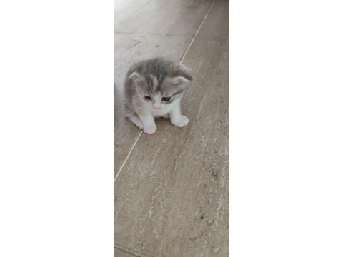 Yavru Kediler Ömürlük Sahiplerini Arıyor