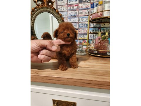 İzmir'in En Güzel Bebekleri Poodle