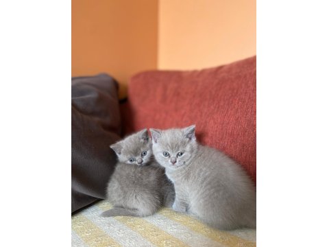 Bir Buçuk Aylık Babaları Şecereli Yavru Kediler