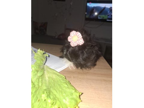 Kafesi Ve Eşyalarıyla Guinea Pig