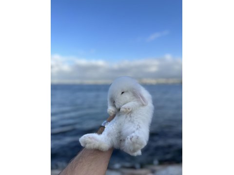 Hollanda Mini Ve Cüce Yavru Tavşanlar Her Yere Gönderilir