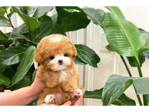 Show Düzeydeki Toy Poodle Bebeklerim