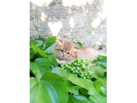 British Longhair Yavru Kediler