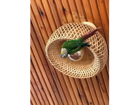 Konur Papağanı Kafes Ve Aksesuarları İle Birlikte