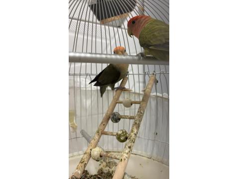 Sevda Papağanı Çift 2 Yaşında