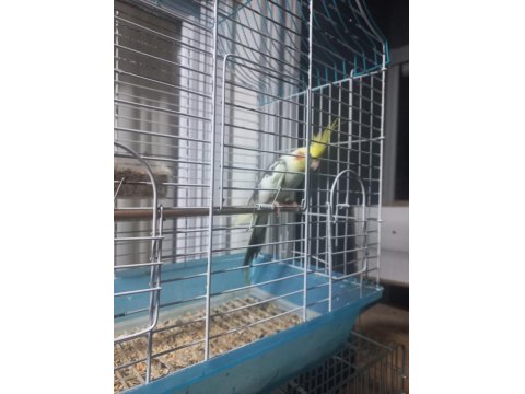 Sultan Papağanı Yavrusu