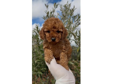 Erkek Toy Poodle Süper Kalite İsteyene