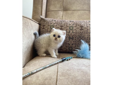 Irk Garantili Şecereli Anne Babanın British Bebeği